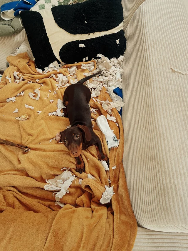Pisco the dachshund