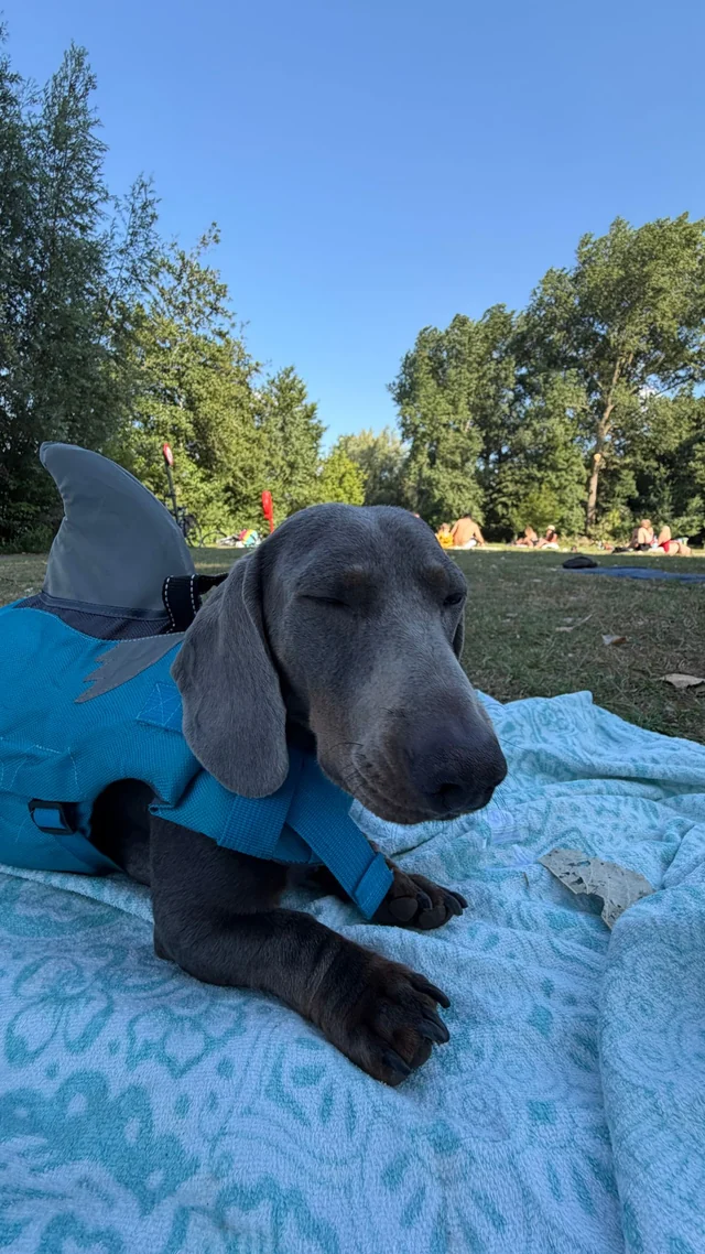 Scampi the dachshund