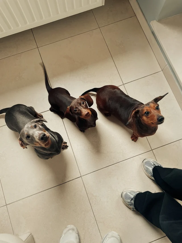 Aiko the dachshund